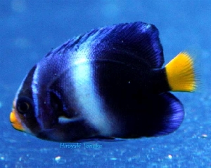  Holacanthus africanus (West African Angelfish, Guinean Angelfish)